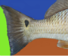 Sargent fish